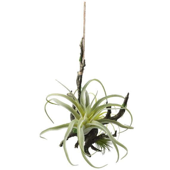 HANGING AIR PLANTS BRANCH 27X22X26 YX