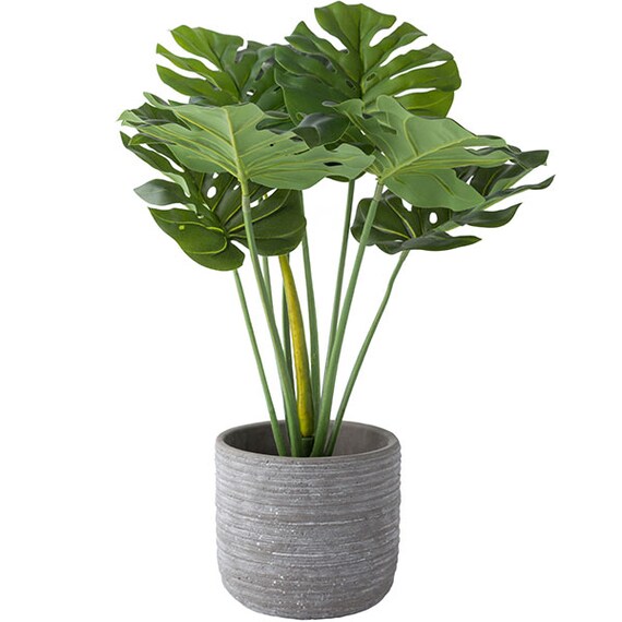 60CM MONSTERA IN CEMENT POT HA47139GN