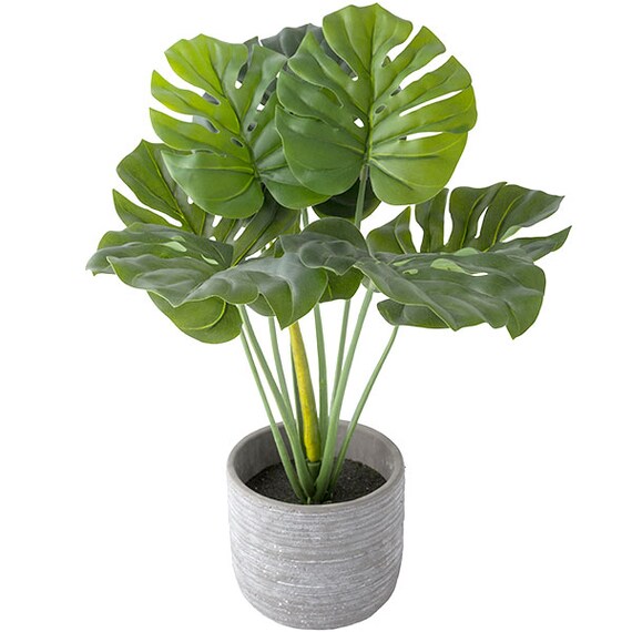 60CM MONSTERA IN CEMENT POT HA47139GN