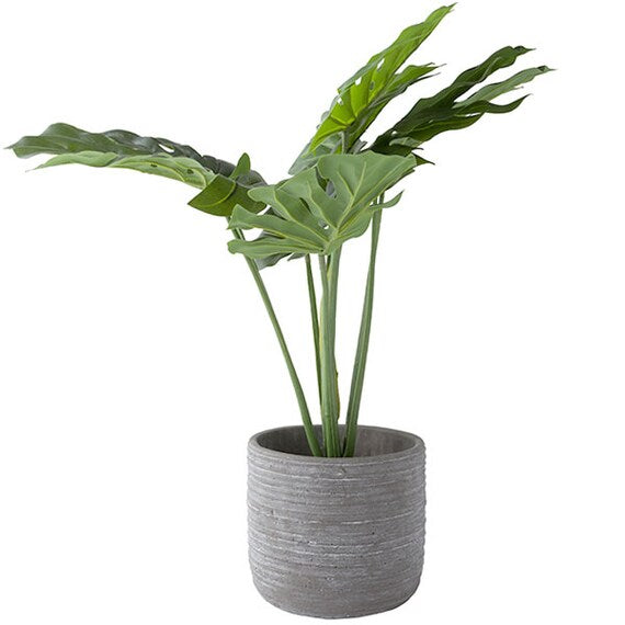 60CM MONSTERA IN CEMENT POT HA47139GN