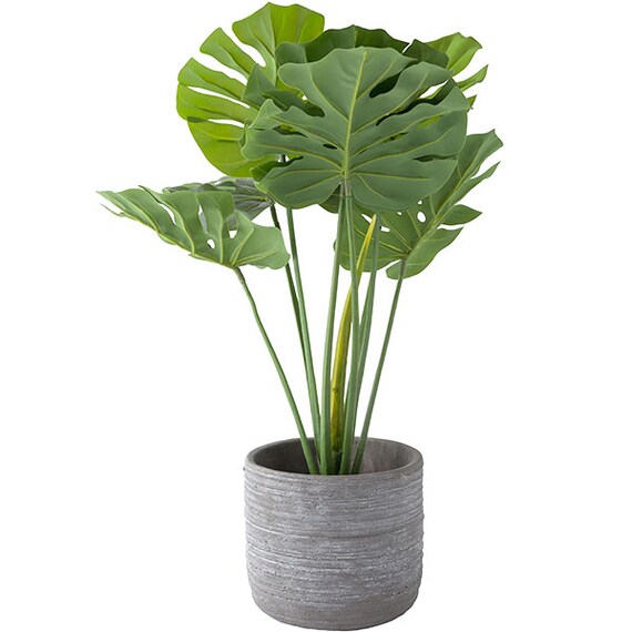 60CM MONSTERA IN CEMENT POT HA47139GN